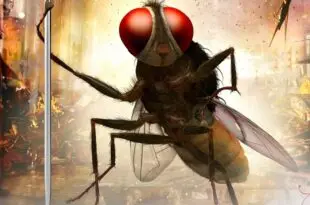 అందరికీ అది… రాజమౌళికి మాత్రం ఇదే